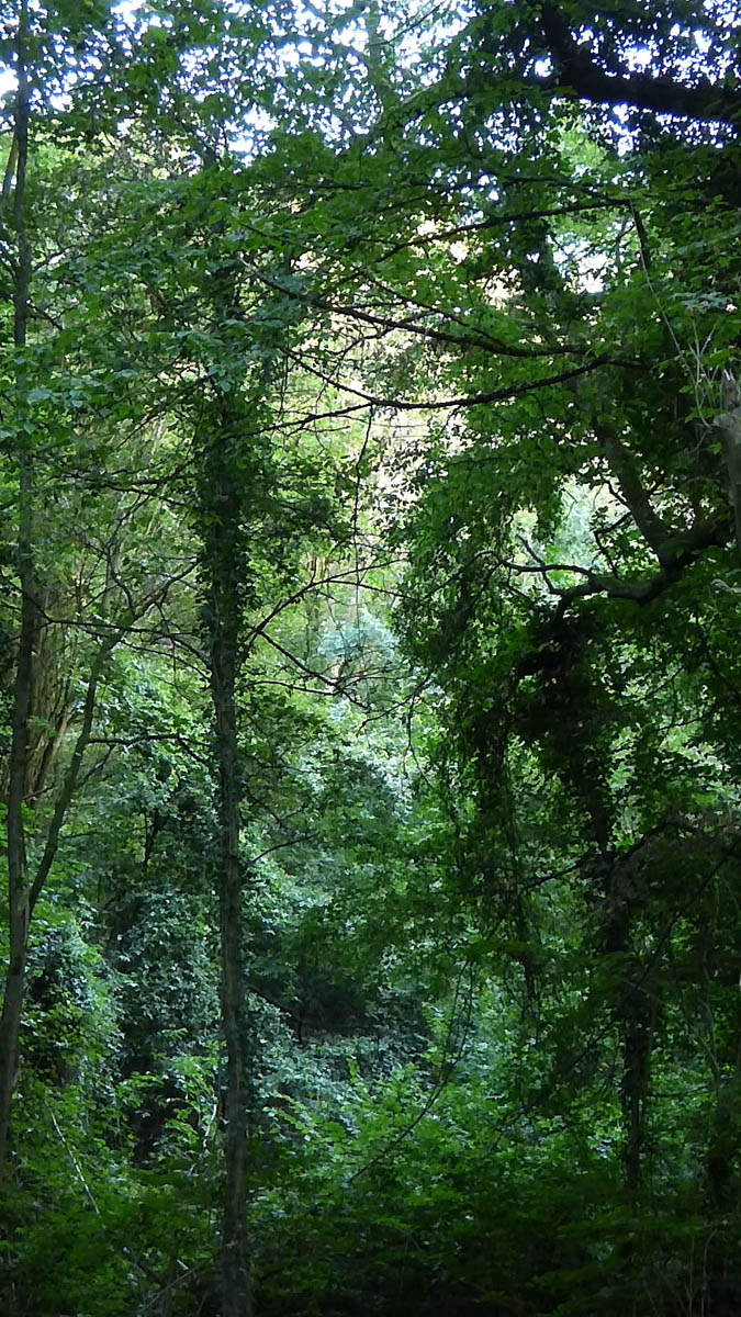 Congo à Rocquemont